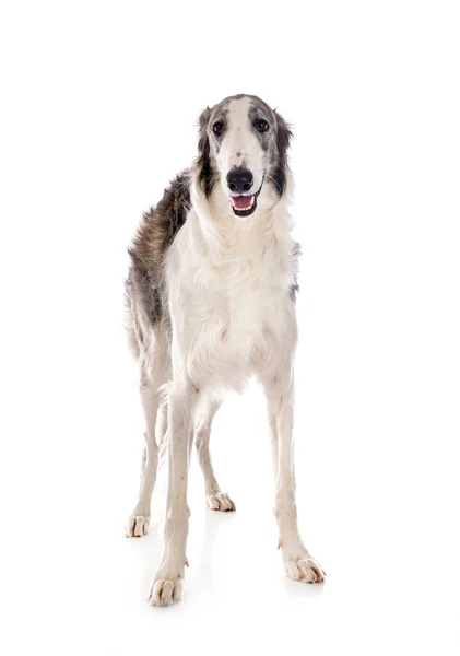 Borzoi Jovem Frente Fundo Branco — Fotografia de Stock