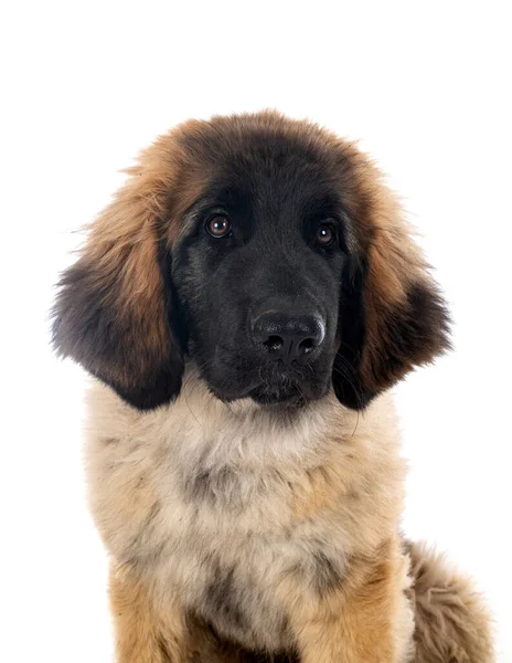 Beyaz Arka Planda Köpek Yavrusu Leonberger — Stok fotoğraf