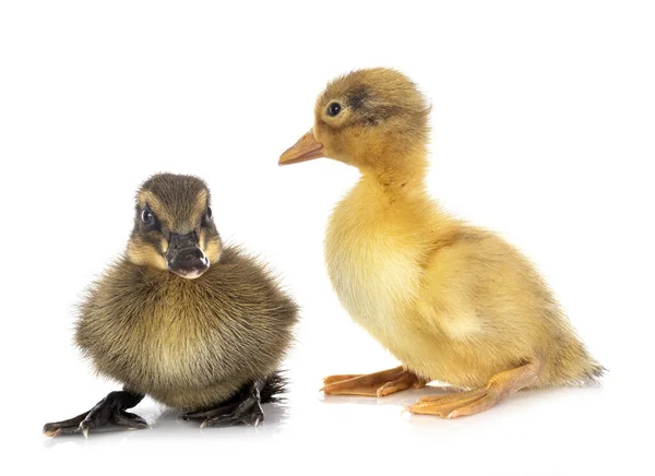 Young Ducklings Front White Background — Stock Photo, Image
