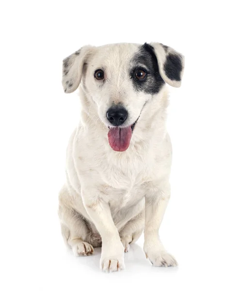 Jack Russel Terrier Delante Fondo Blanco — Foto de Stock