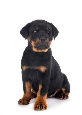 Beyaz arkaplan önünde köpek yavrusu rottweiler