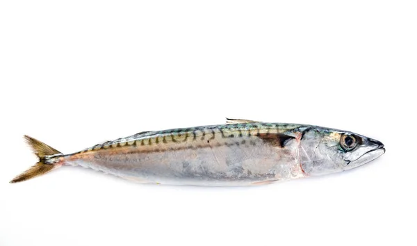 Makrill Fisk Framför Vit Bakgrund — Stockfoto