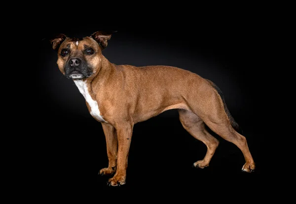 Staffordshire Touro Terrier Frente Fundo Preto — Fotografia de Stock