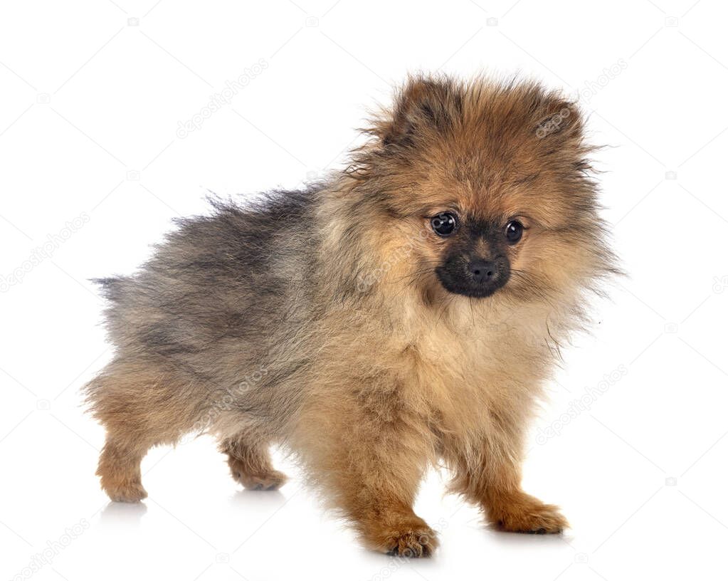 young pomeranian in front of white background