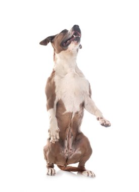 Beyaz arka planda American Stadyumu Teriyeri