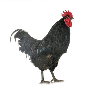 Beyaz arkaplan önünde Geline de Touraine