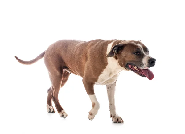 American Staffordshire Terrier Framför Vit Bakgrund — Stockfoto