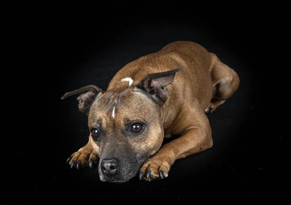 Staffordshire Bullterrier Vor Schwarzem Hintergrund — Stockfoto