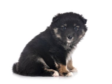 Beyaz arkaplan önünde yavru Fince Lapphund