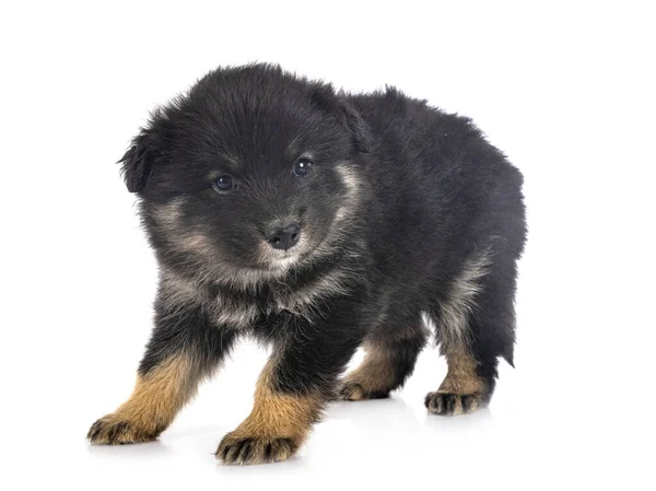 Cachorro Finlandés Lapphund Delante Fondo Blanco —  Fotos de Stock