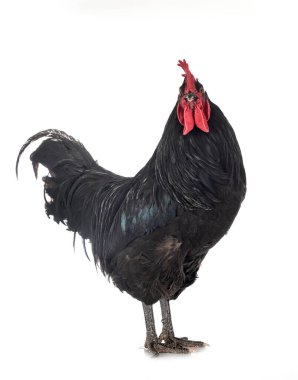 Beyaz arkaplan önünde Geline de Touraine