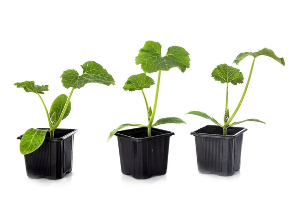 Plant Zucchini Front White Background — Stock Photo, Image