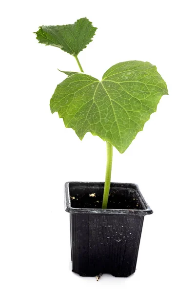 Cucumis Melo Delante Fondo Blanco —  Fotos de Stock