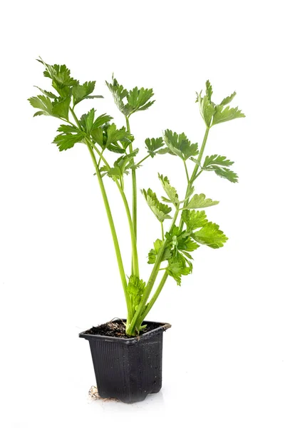 Young Celery Front White Background — Stock Photo, Image