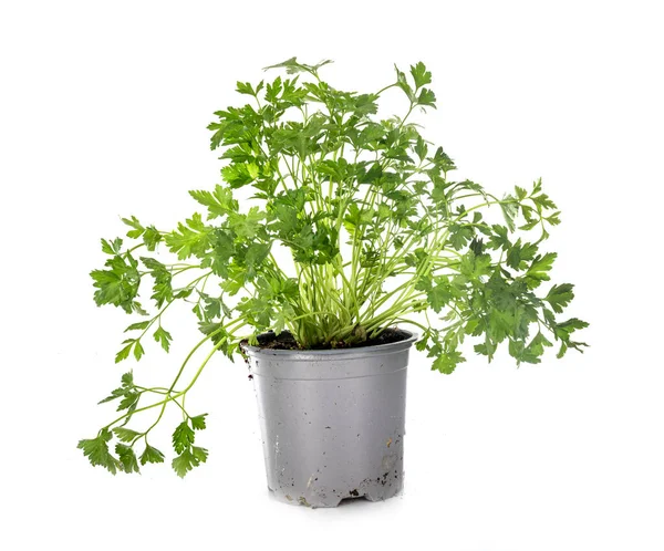 Young Parsley Front White Background — Stock Photo, Image