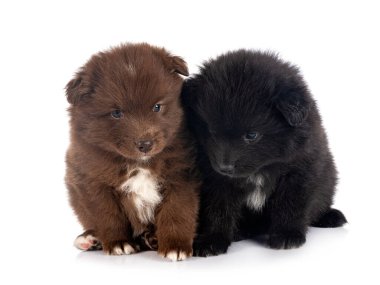 Beyaz arkaplan önünde köpek yavrularıFince Lapphund