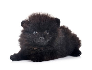 Beyaz arkaplan önünde genç pomeranian