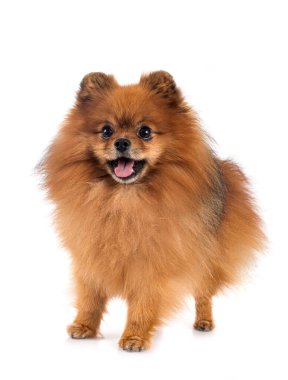 Beyaz arkaplan önünde genç pomeranian