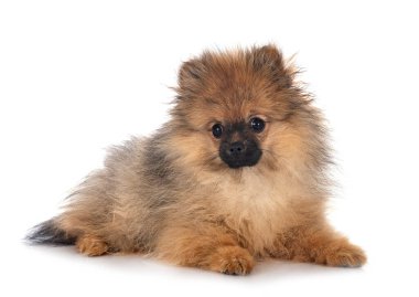 Beyaz arkaplan önünde genç pomeranian