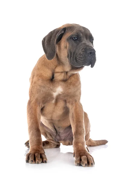 Catelus Italian Mastiff Fața Fundalului Alb — Fotografie, imagine de stoc