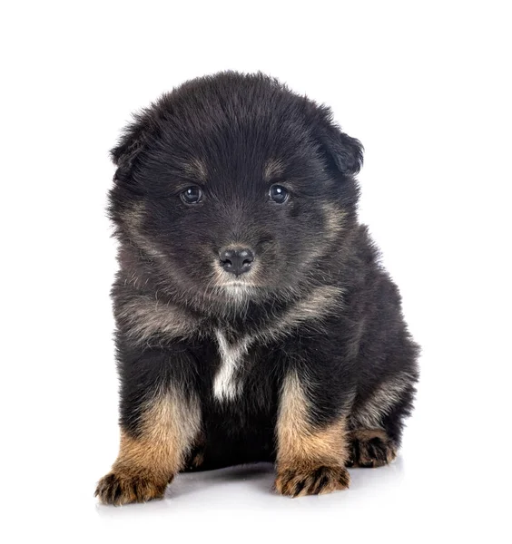 Puppy Finnish Lapphund Front White Background — Stock Photo, Image