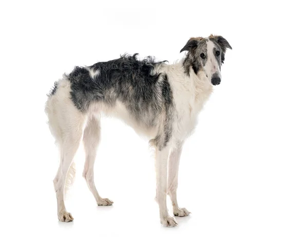 Fiatal Borzoi Előtt Fehér Háttér — Stock Fotó