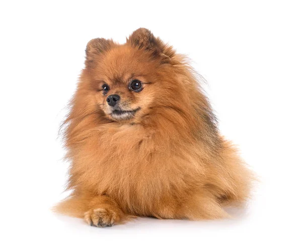 Young Pomeranian Front White Background — Stock Photo, Image