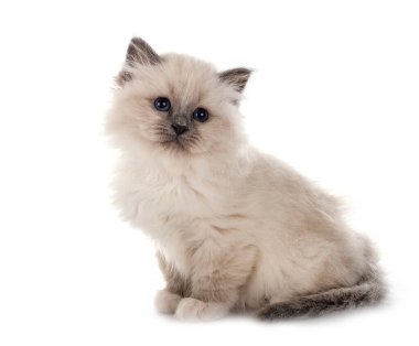 Birman kedi yavrusu beyaz arkaplan önünde