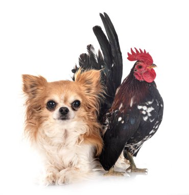 Beyaz arkaplan önünde Malezya serama ve chihuahua