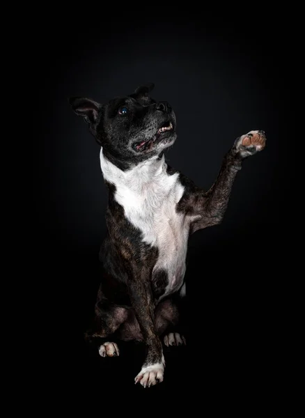 Staffordshire Tjur Terrier Framför Svart Bakgrund — Stockfoto