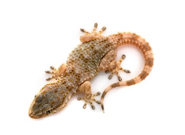 Genç Gecko beyaz arkaplanın önünde