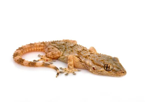 Jeune Gecko Face Fond Blanc — Photo