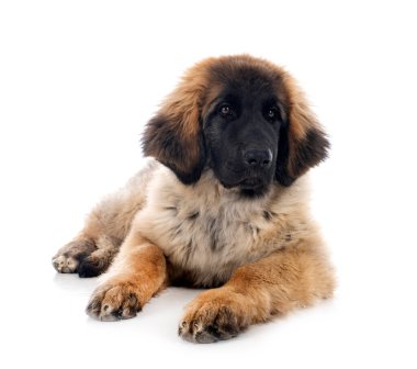 Beyaz arka planda köpek yavrusu Leonberger