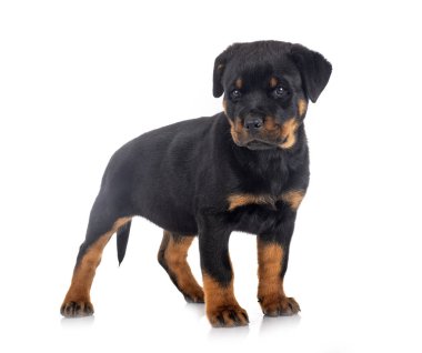 Beyaz arkaplan önünde köpek yavrusu rottweiler