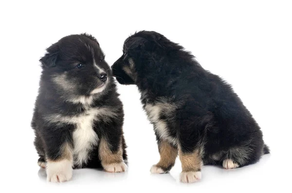 Cachorros Lapphund Finlandés Delante Fondo Blanco —  Fotos de Stock