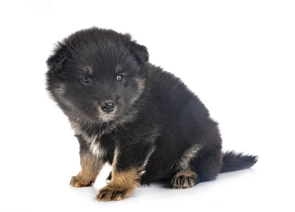 Szczeniak Fiński Lapphund Przed Białym Tle — Zdjęcie stockowe