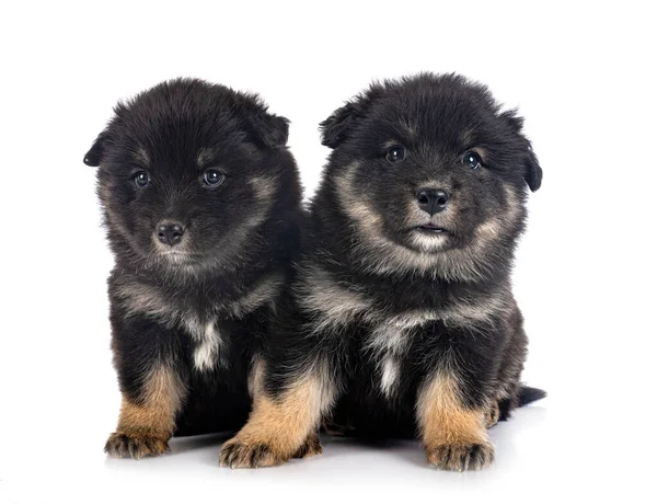 Valpar Finska Lapphund Framför Vit Bakgrund — Stockfoto