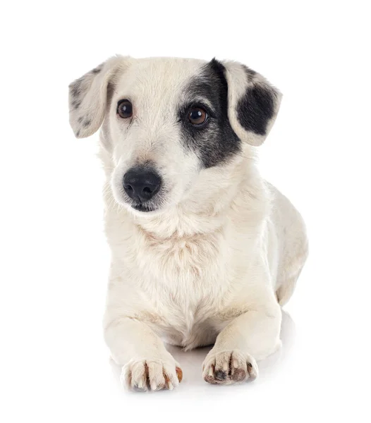 Jack Russel Terrier Davanti Sfondo Bianco — Foto Stock