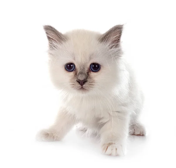 Birman Gatinho Frente Fundo Branco — Fotografia de Stock