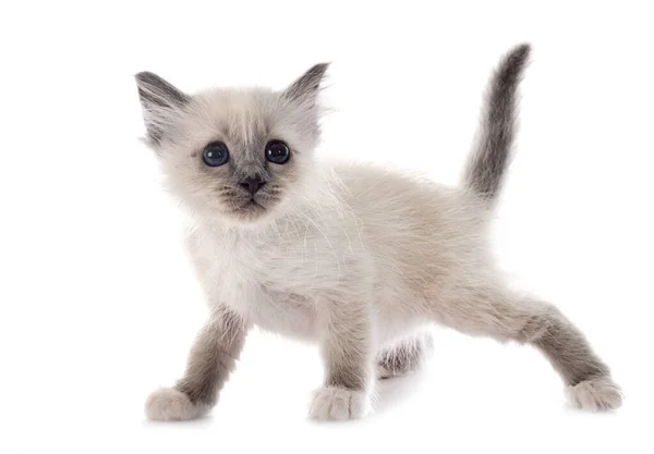 Birman Gatinho Frente Fundo Branco — Fotografia de Stock