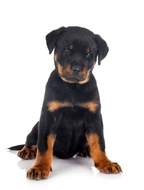 Beyaz arkaplan önünde köpek yavrusu rottweiler