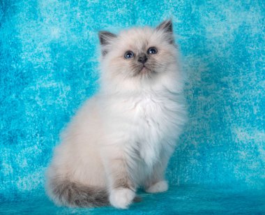 Birman kedi yavrusu mavi arkaplan önünde