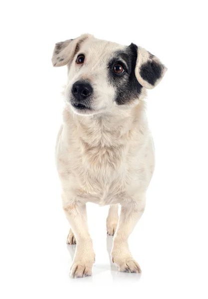 Jack Russel Terrier Front White Background — Stock Photo, Image