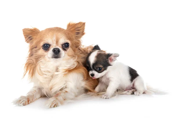 Małe Chihuahua Przed Białym Tle — Zdjęcie stockowe
