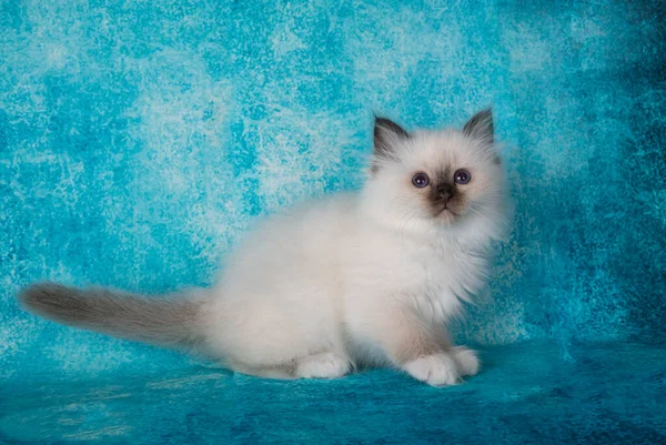 Birman kedi yavrusu mavi arkaplan önünde
