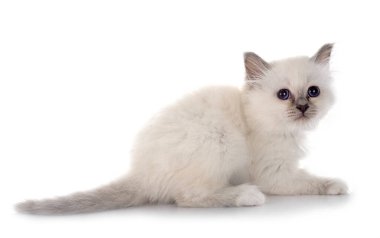 Birman kedi yavrusu beyaz arkaplan önünde
