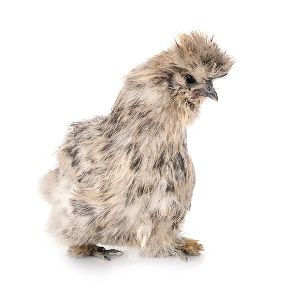 Salpicadura Silkie Frente Fondo Blanco — Foto de Stock