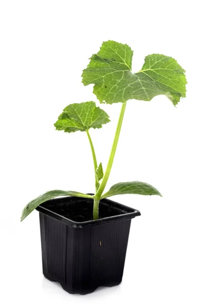 Plant Zucchini Front White Background — Stock Photo, Image