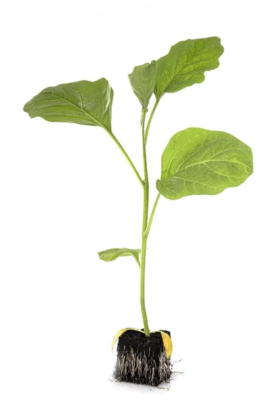 Young Eggplant Front White Background — Stock Photo, Image