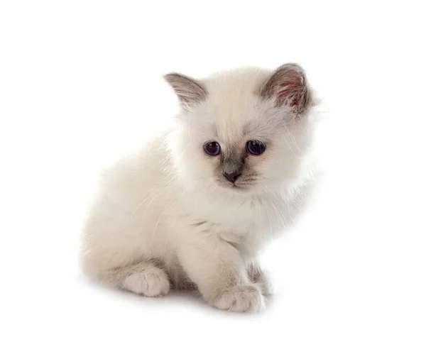 Birman Gatito Frente Blanco Fondo —  Fotos de Stock